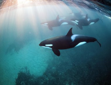 Βίντεο: Κοπάδι όρκες κατασπαράσσουν φάλαινα!